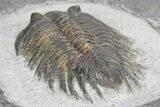 Rare Treveropyge Trilobite - Exceptional Specimen #341086-3
